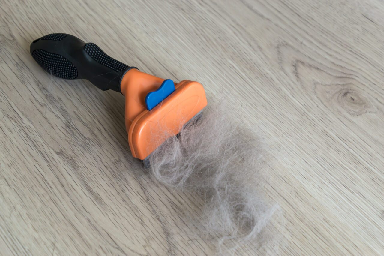 The comb of pet slicker brush with cat fur clump after grooming.